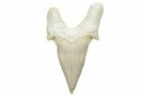 Fossil Shark Tooth (Otodus) - Morocco #226900-1